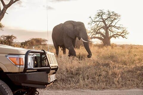 Safari de campamento económico de 9 días en Tanzania