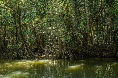 Afternoon Daintree Tour with River Cruise from Port Douglas