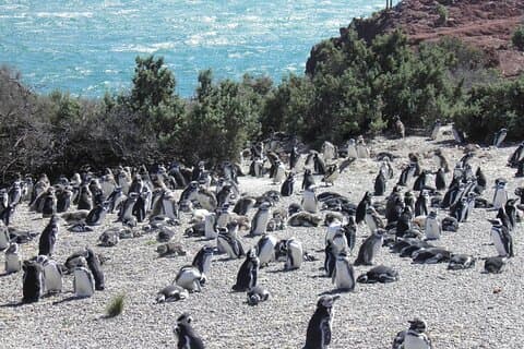 Punta Tombo for Cruises Walk among Penguins