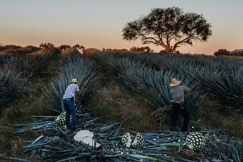 Experiência Privada da Cidade Tequila de Jalisco