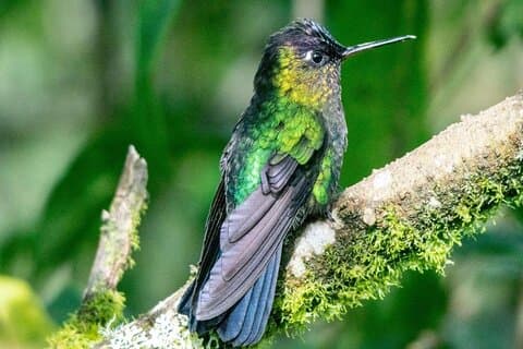 Randonnée d'observation des oiseaux
