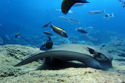 Scuba Adventure – 2 guidede dykker fra vores båd på Tenerife