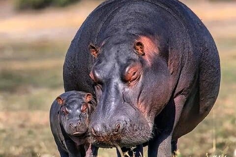 3 Days safari to Tarangire, Ngorongoro and Manyara national park