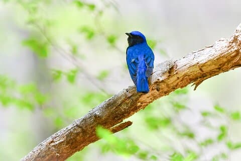 Bird Watching in the Nature Around Nikko Toshogu Shrine