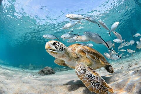 Private Diving Tour with Pissouri Bay Divers