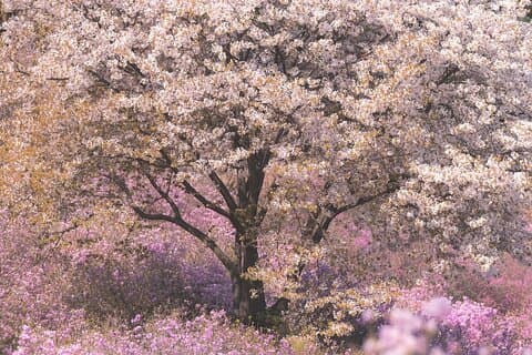 Excursión de un día a Purple Spring Flowers Incheon