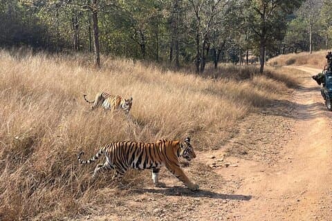 Observación privada de tigres en el Parque Nacional Panna de Khajuraho