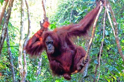 Jungle trekking Bukitlawang