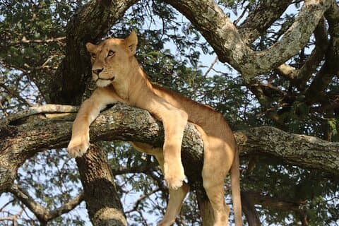 El mejor safari privado de rango medio de los Cinco Grandes de Tanzania de 7 días y 6 noches
