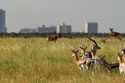 Nairobi Nationaal Park en Giraffe Center dagtour