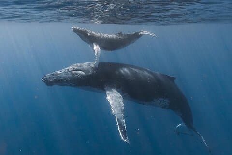 Safari oceanico, snorkeling con animali pelagici