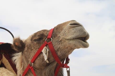 Stargazing and camel ride in the agafay desert