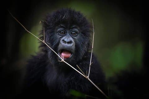 9 Day Mgahinga Gorilla Trek Mara Lake Nakuru & Naivasha Park