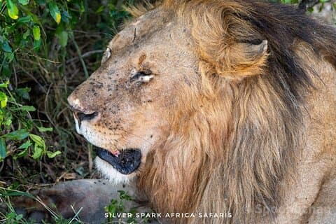 7 Day Ndutu Conservancy, Serenegeti, Ngorongoro L Manyara Park