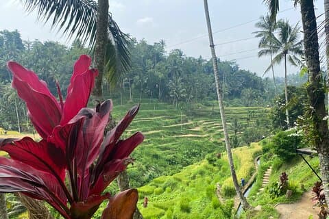 Op een dag Ubud verkennen