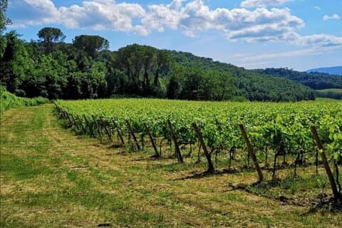 Azienda vinicola etrusca, pranzo e degustazione di vini nel Chianti