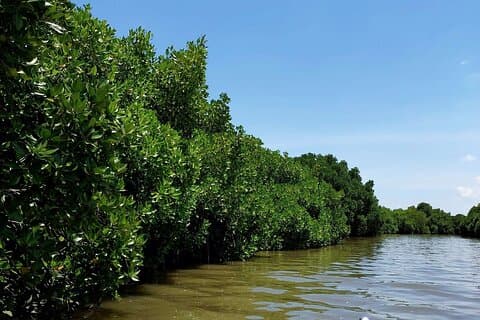 Pichavaram Mangrove & Nataraja Temple from Pondicherry With Lunch