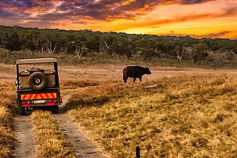 3-stündige geführte Safari-Pirschfahrt in der Nähe der Victoriafälle