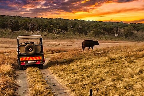 3 timers guidet safari i Zambezi National Park i 4x4
