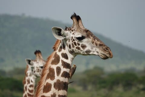 6 Tage Mittelklasse-Safari in Tansania