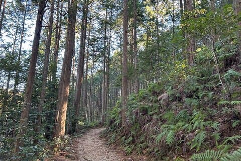 Visite à pied de la route de pèlerinage de Kumano Kodo de 3 jours au départ d'Osaka