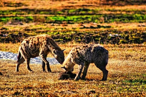Safari para grupos pequeños en African Bush, Parque Nacional Zambezi *ES-D-F