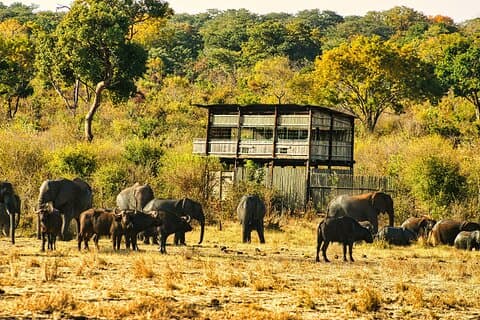Private Game Drive in National Park with High Tea