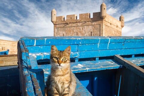 Viagem de um dia para Essaouira saindo de Marrakech