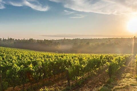 Florencia y bodega boutique con Pisa opcional desde el puerto de Livorno