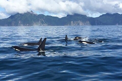 4Hour Resurrection Bay Sightseeing Tour Private - up to 16 guests