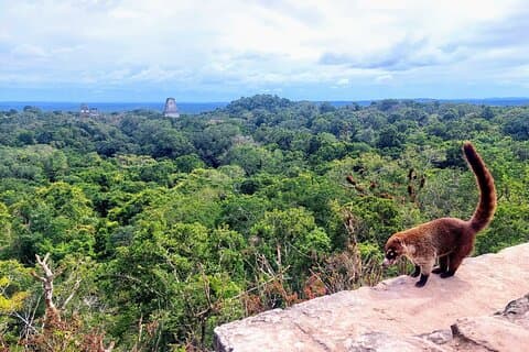 Private Tikal-Tour ab San Ignacio, Belize, inklusive Mittagessen