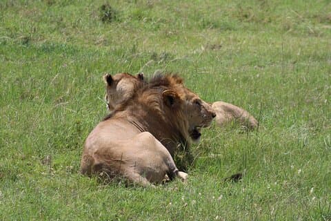 3 Tage Safari im Serengeti Nationalpark