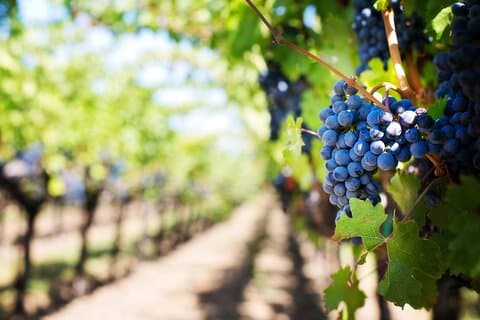 Eksklusiv serbisk vin tur Tastings historie og skønhed