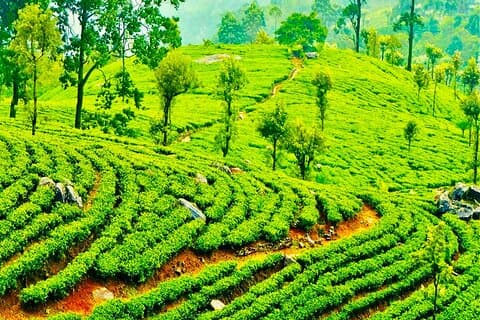 Tea Plucking and Tea Factory Visit from Nuwara Eliya