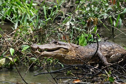 Passeio pelos Canais do Parque Nacional Tortuguero com Canoa