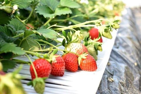 All-you-can-eat picking of organic strawberries in Yamanashi
