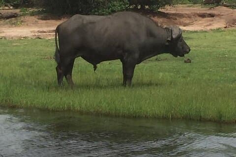 1 Day Chobe National Park Safari Experience