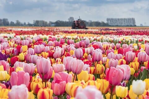 Private Tour zum Tulpenerlebnis und Keukenhof