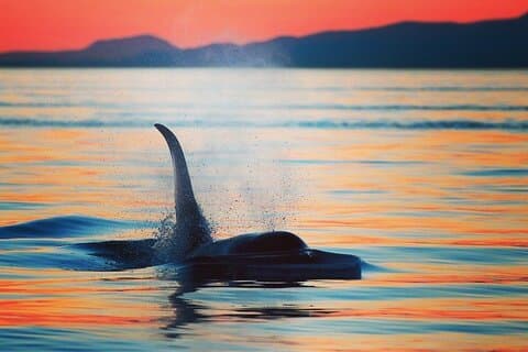Parksville Sunset Whale and Wildlife Adventure