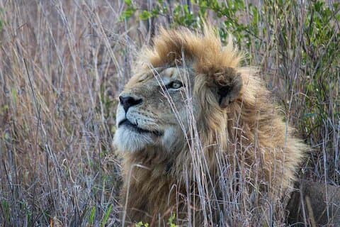 Dagsafari in het Krugerpark