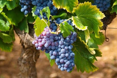 "Vinprovning Winery erfarenhet och guidad tur i Korint"