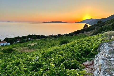 Vin och gastro privat rundtur i Peljesac