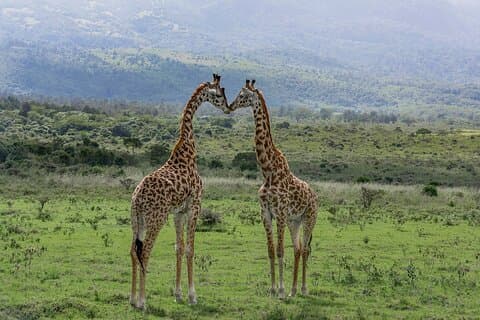 Safari guidé privé de 3 jours au parc national de Meru