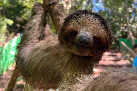 Monkeys and Sloths in their Natural Habitat Roatan Eco Tour