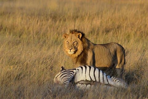 Safari économique de 3 jours dans le parc national de Hwange au départ des chutes Victoria