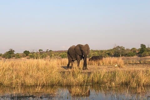 Excursion de 7 heures en safari et croisière en bateau dans le parc national de Chobe