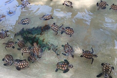 Descubra a experiência de cascatas e tartarugas com Yumi Tours