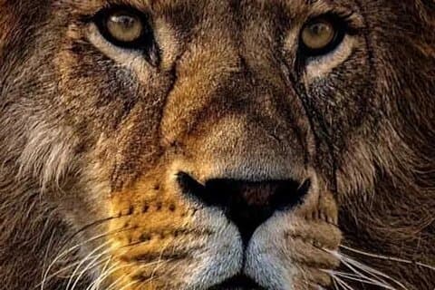 4-dages Tanzania Camping Safari-oplevelse