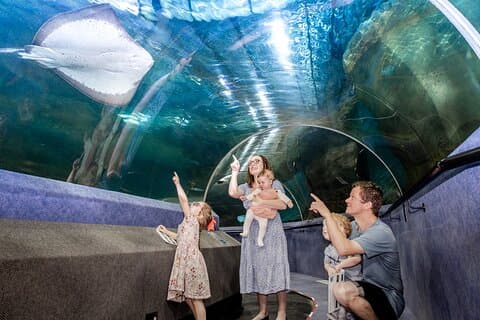 Acquario Nazionale della Nuova Zelanda a Napier Ingresso generale