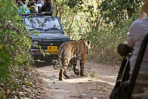 Privat dagstur till Ranthambore National Park från Jaipur